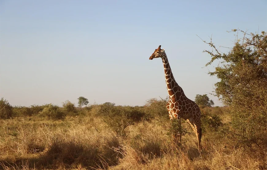 A 6 Days Journey Across Kenya’s Wild Heart