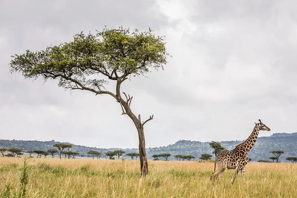 6 Days Journey Across Kenya’s Wild Heart
