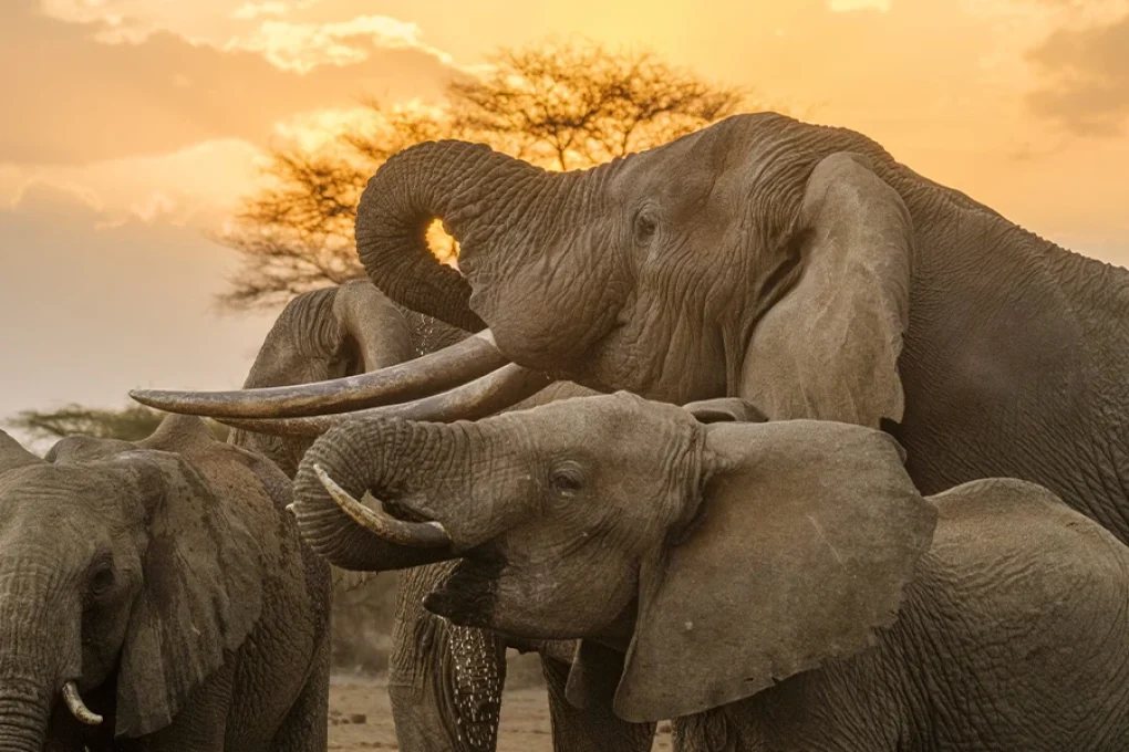 6 Days Kenyan Safari Through Nature’s Masterpieces