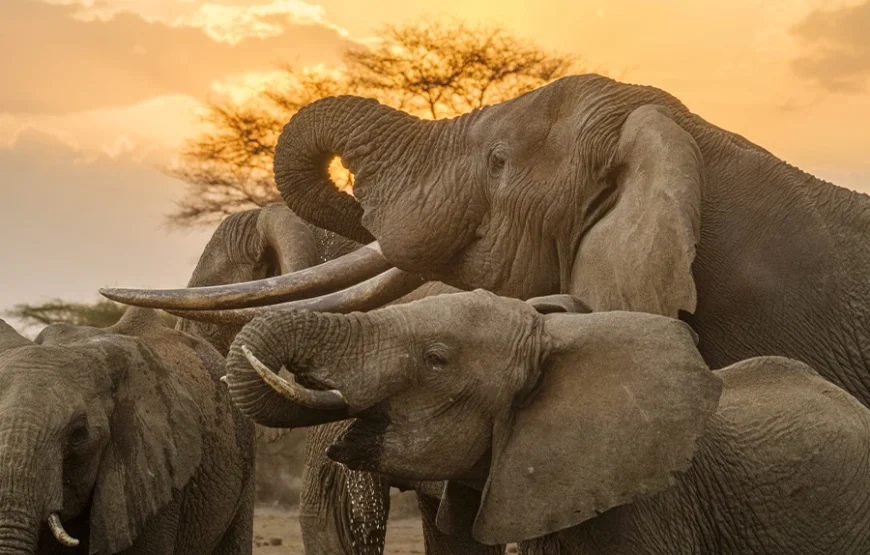 6 Days Kenyan Safari Through Nature’s Masterpieces