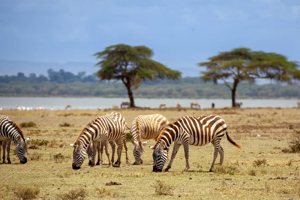 6 Days Kenyan Safari Through Nature’s Masterpieces