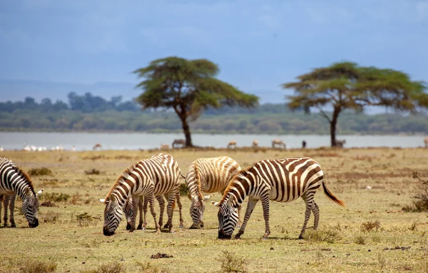 6 Days Kenyan Safari Through Nature’s Masterpieces