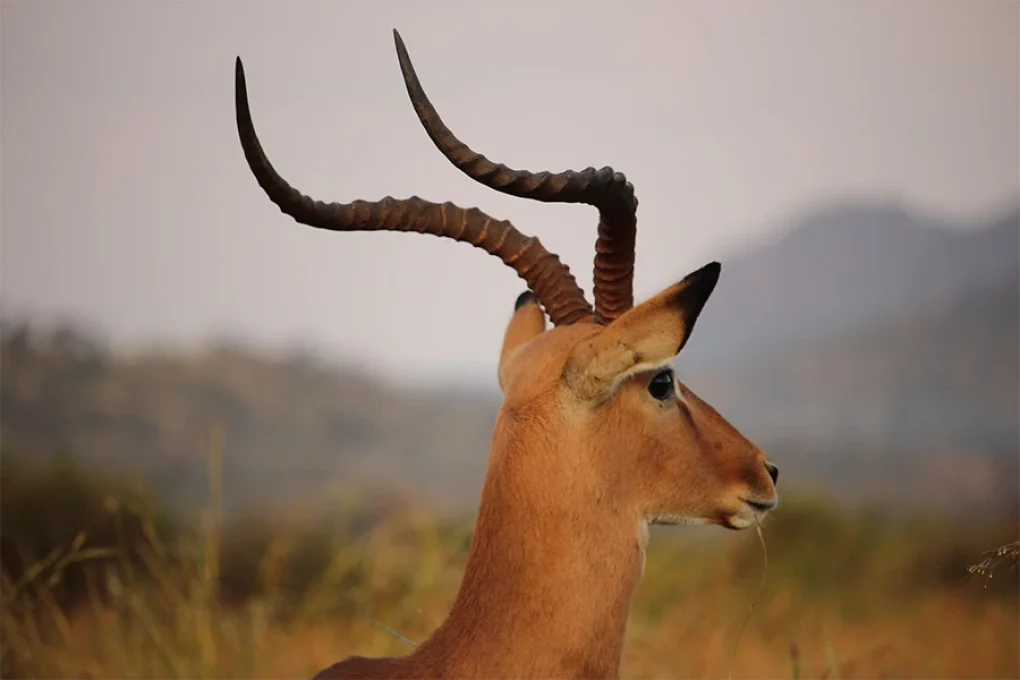 6 Days Safari Across Kenya’s Wild Soul