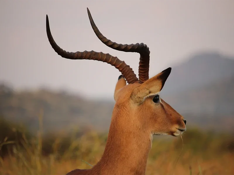 6 Days Safari Across Kenya’s Wild Soul