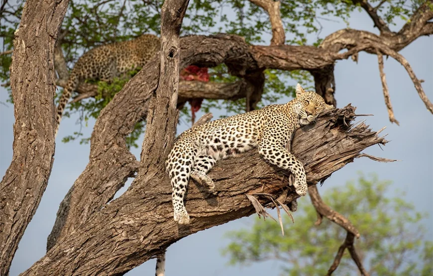 6 Days Safari Across Kenya’s Wild Soul