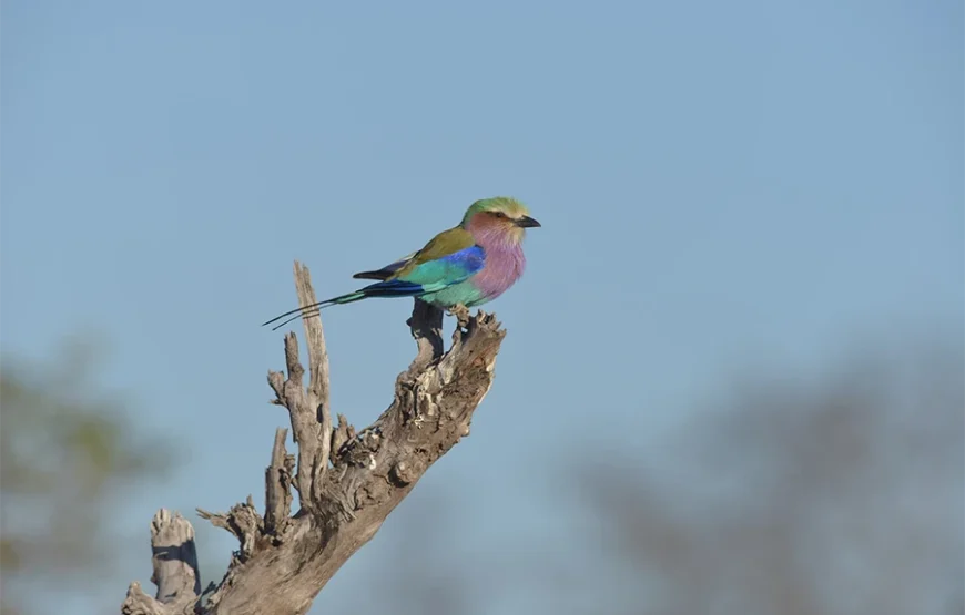 6 Days Safari Across Kenya’s Wild Soul