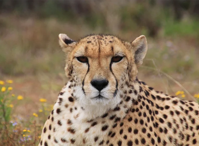 6 Days Ngorongoro, Lobo, Serengeti, Ndutu & Lake Manyara Tanzania Safari