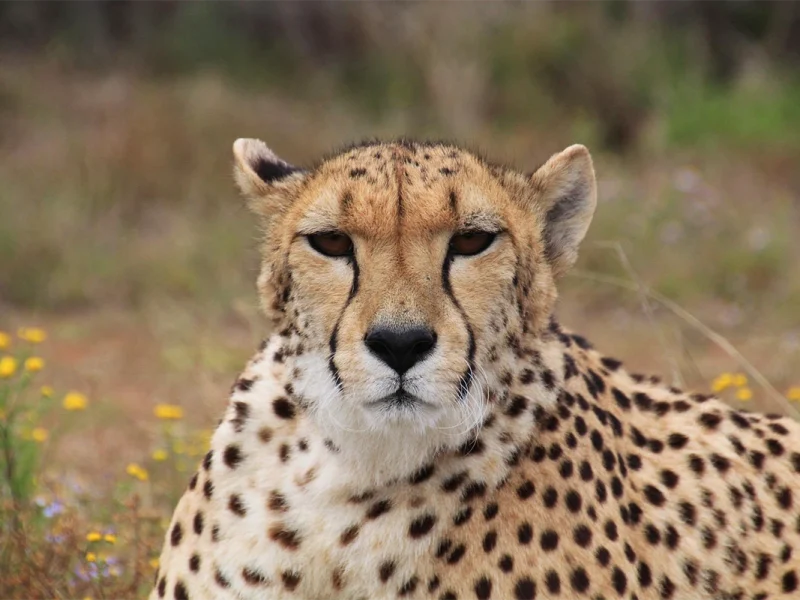 6 Days Ngorongoro, Lobo, Serengeti, Ndutu & Lake Manyara Tanzania Safari