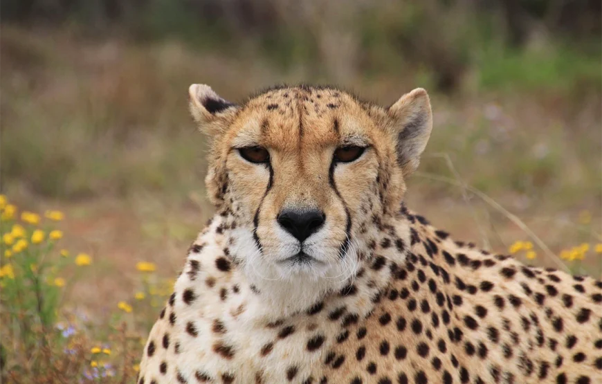 6 Days Ngorongoro, Lobo, Serengeti, Ndutu & Lake Manyara Tanzania Safari