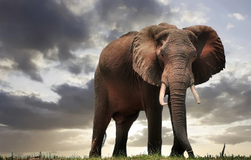 6 Days Ngorongoro, Lobo, Serengeti, Ndutu & Lake Manyara Tanzania Safari