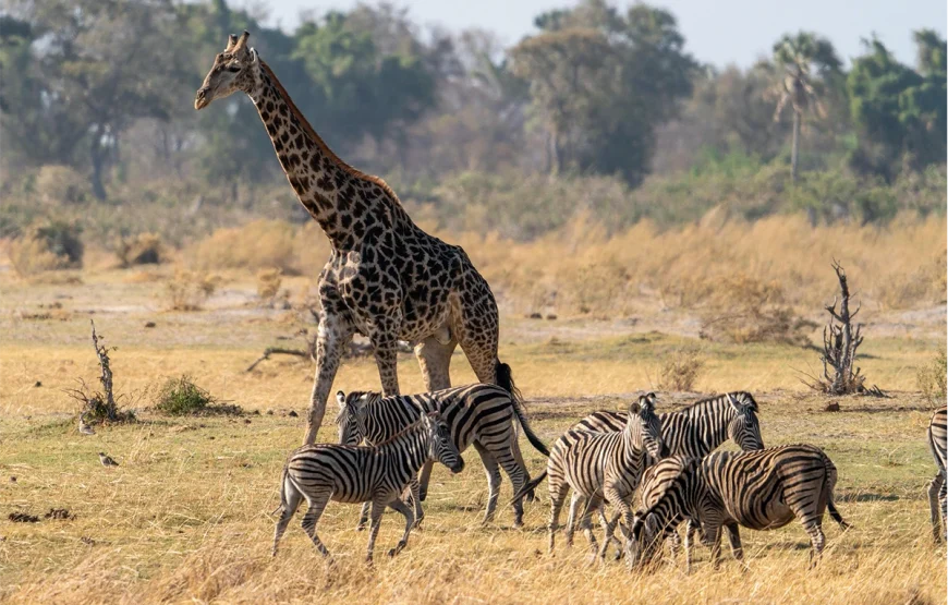 6 Days Ngorongoro, Lobo, Serengeti, Ndutu & Lake Manyara Tanzania Safari