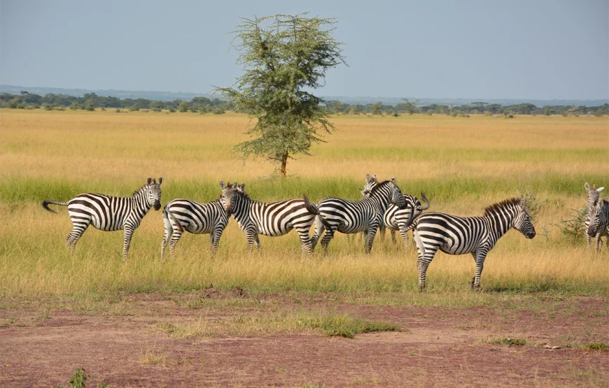 6 Days Ngorongoro, Lobo, Serengeti, Ndutu & Lake Manyara Tanzania Safari