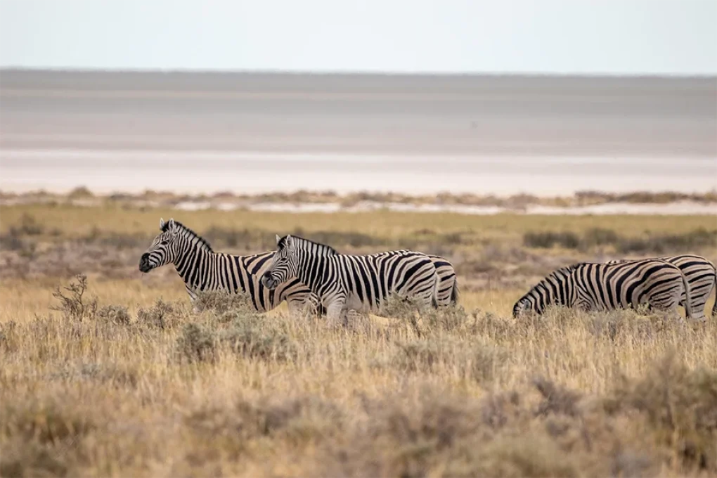 3 Days Fly-In Safari to Samburu National Reserve
