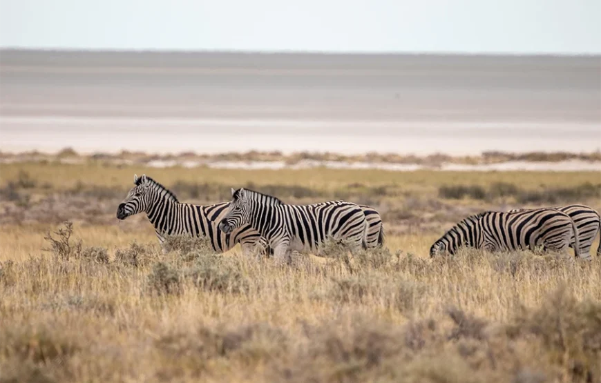 3 Days Fly-In Safari to Samburu National Reserve