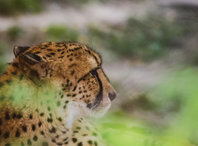 A 7 Days Family Safari to Remember