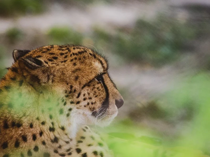 A 7 Days Family Safari to Remember