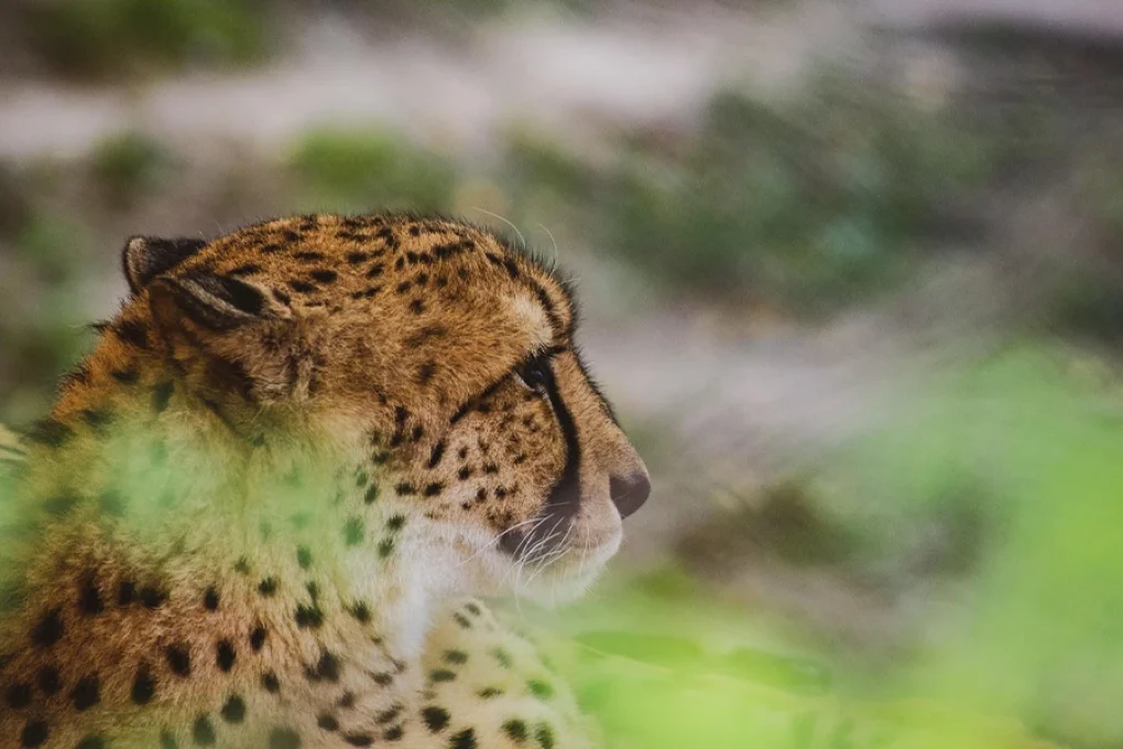 3 Days Fly-In Safari to Samburu National Reserve