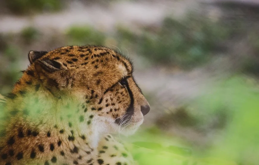 3 Days Fly-In Safari to Samburu National Reserve