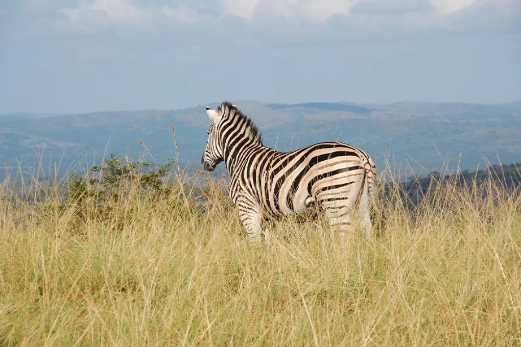 3 Days Fly-In Safari to Samburu National Reserve