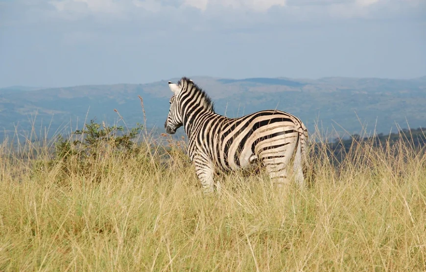3 Days Fly-In Safari to Samburu National Reserve