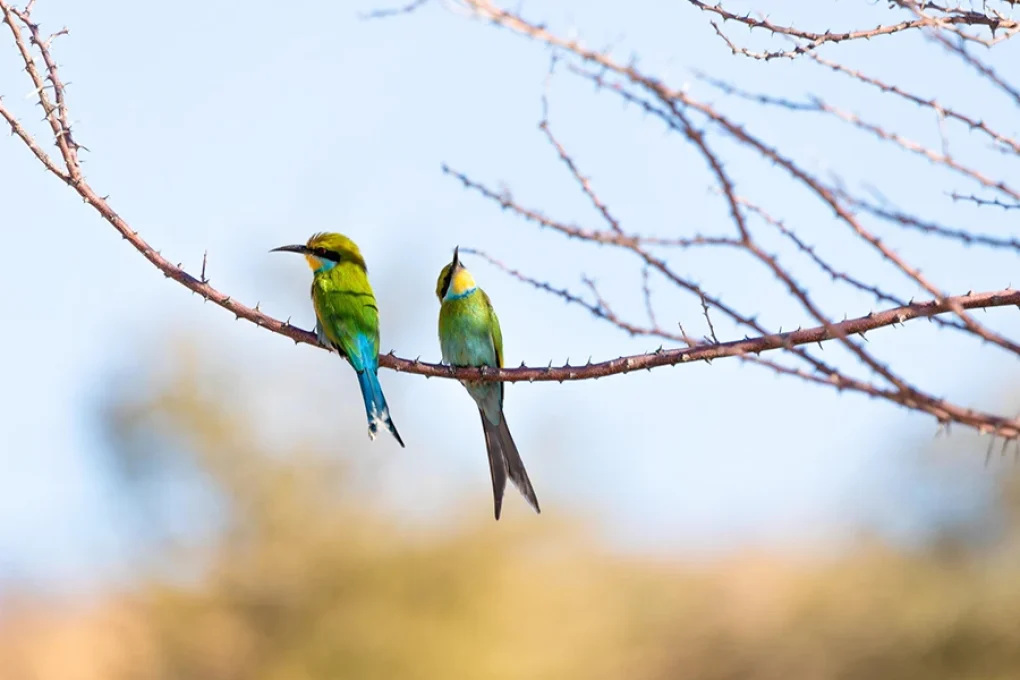 3 Days Fly-In Safari to Samburu National Reserve
