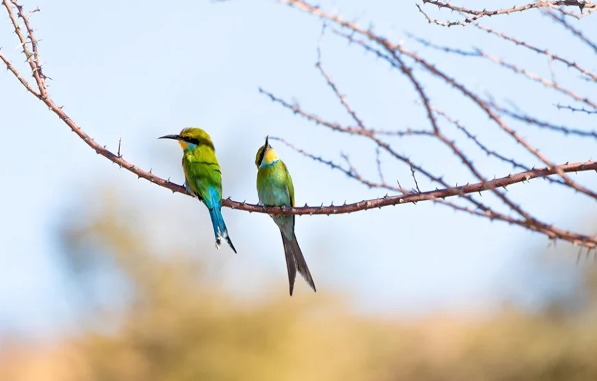 3 Days Fly-In Safari to Samburu National Reserve
