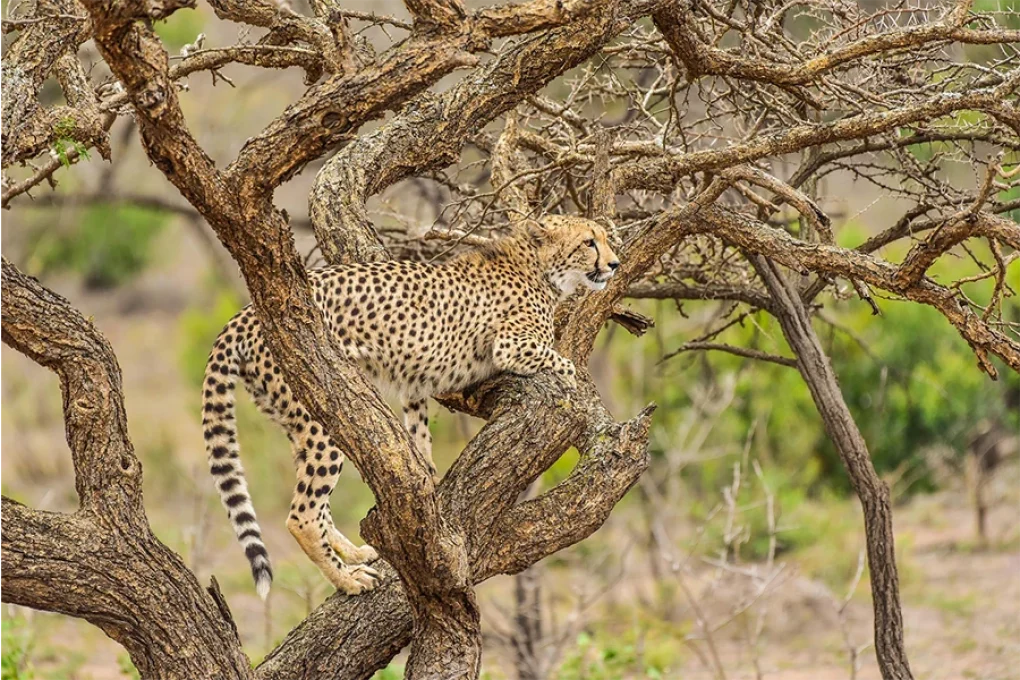 7 Day Kenyan Safari of Contrast and Wonder