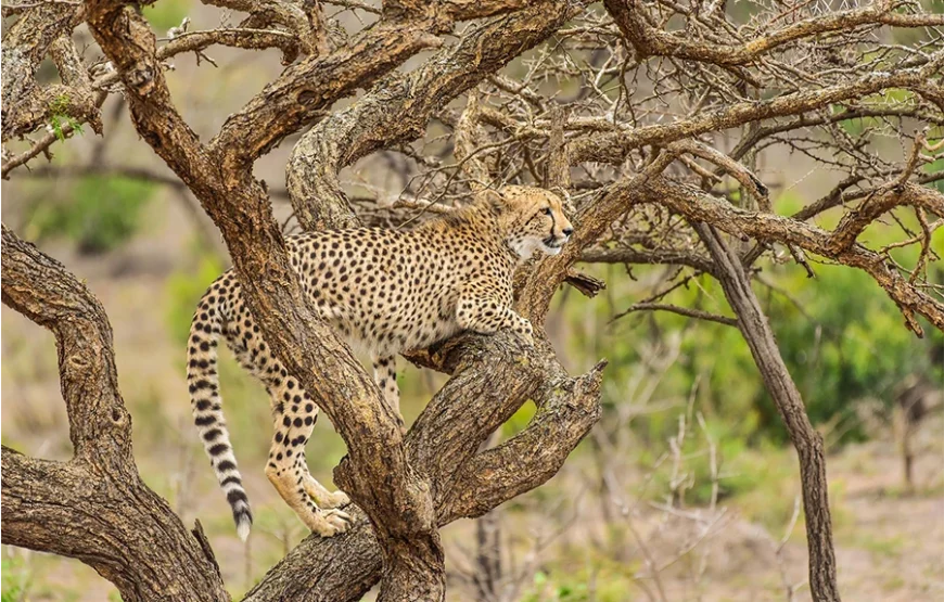 A 7 Day Kenyan Safari of Contrast and Wonder
