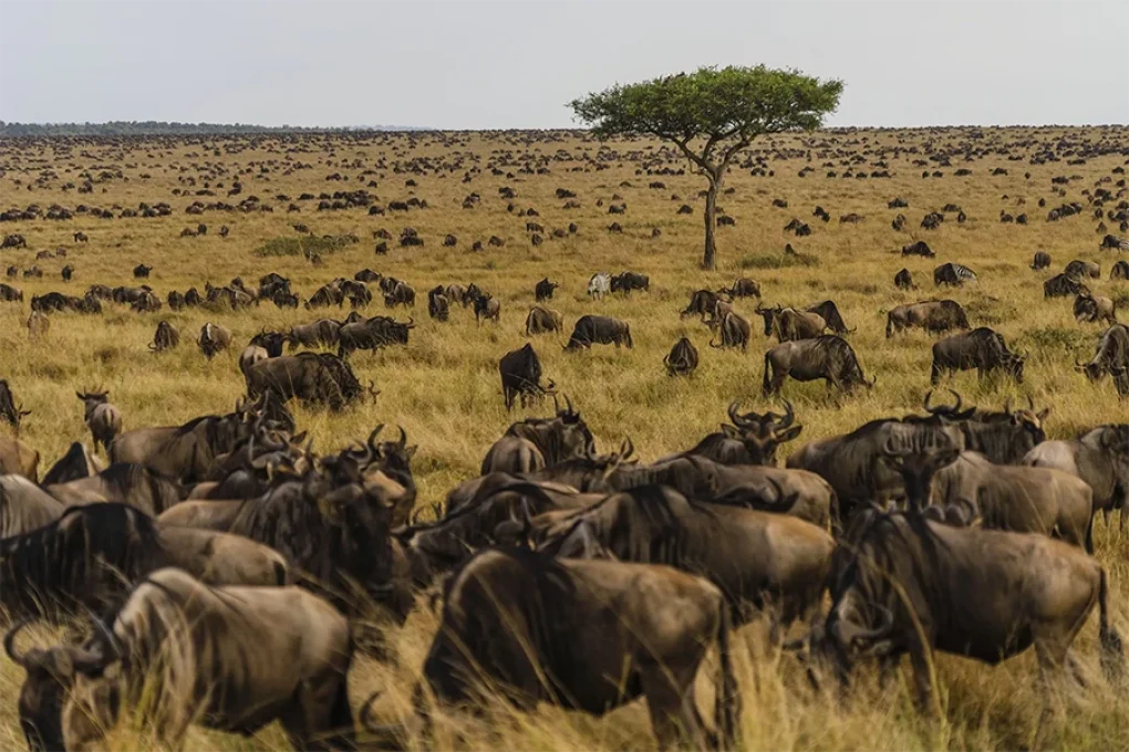 7 Day Kenyan Safari of Contrast and Wonder