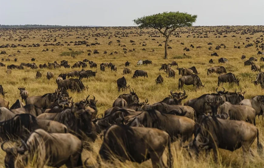 A 7 Day Kenyan Safari of Contrast and Wonder