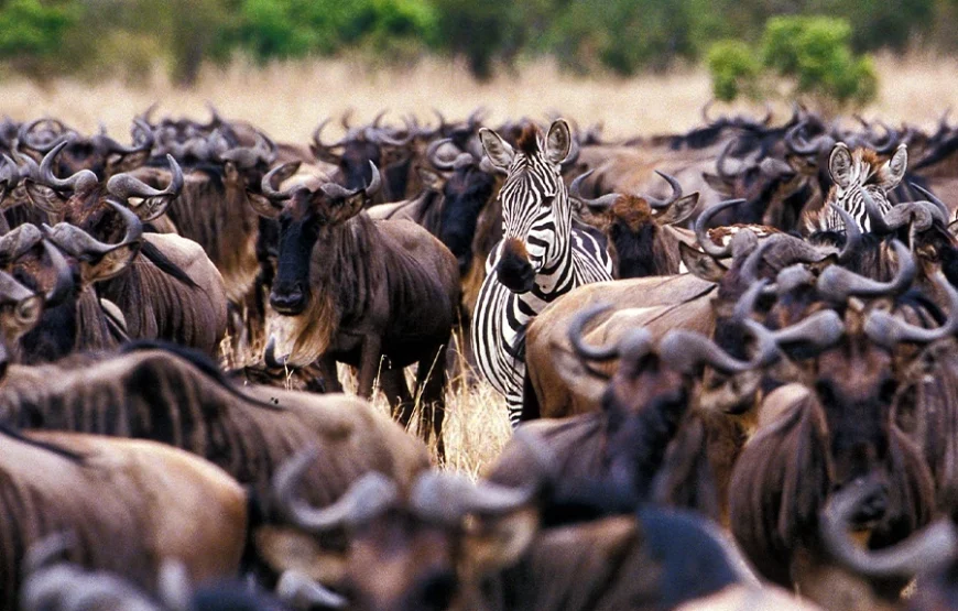 7 Days Safari Across Kenya’s Wild Heart