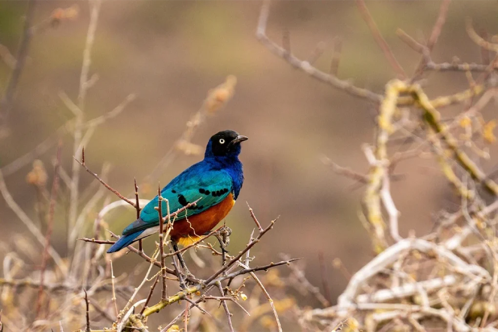 7 Days Safari Across Kenya’s Wild Heart