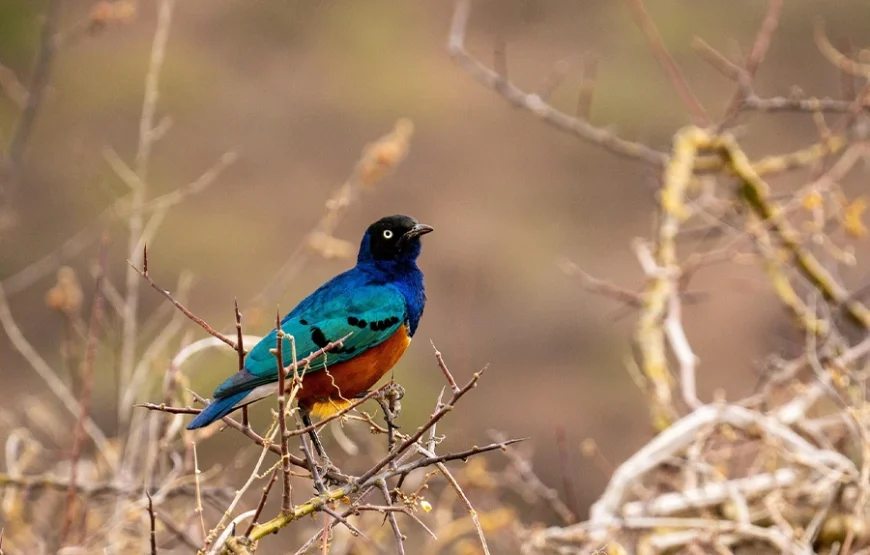 7 Days Safari Across Kenya’s Wild Heart