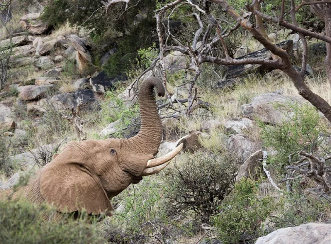 7 Days Safari Across Kenya’s Wild Heart