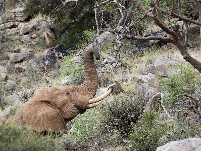 7 Days Safari Across Kenya’s Wild Heart