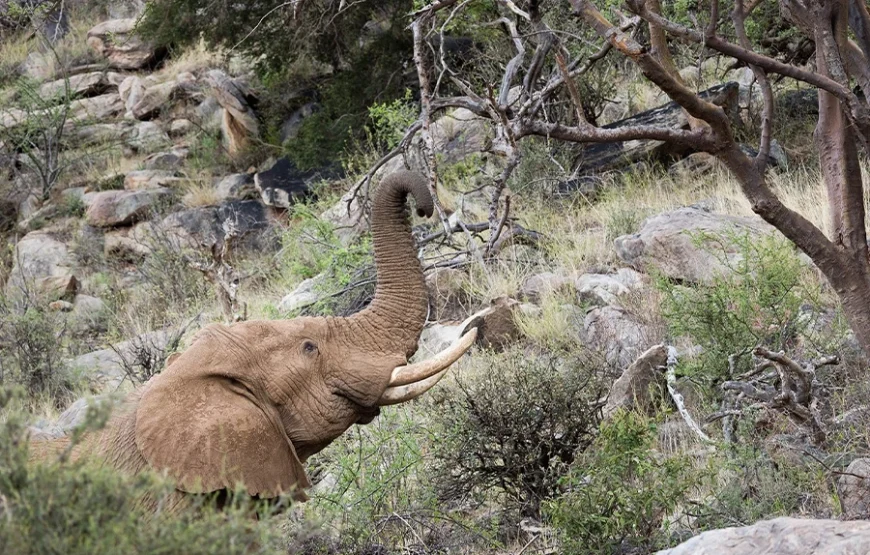 7 Days Safari Across Kenya’s Wild Heart