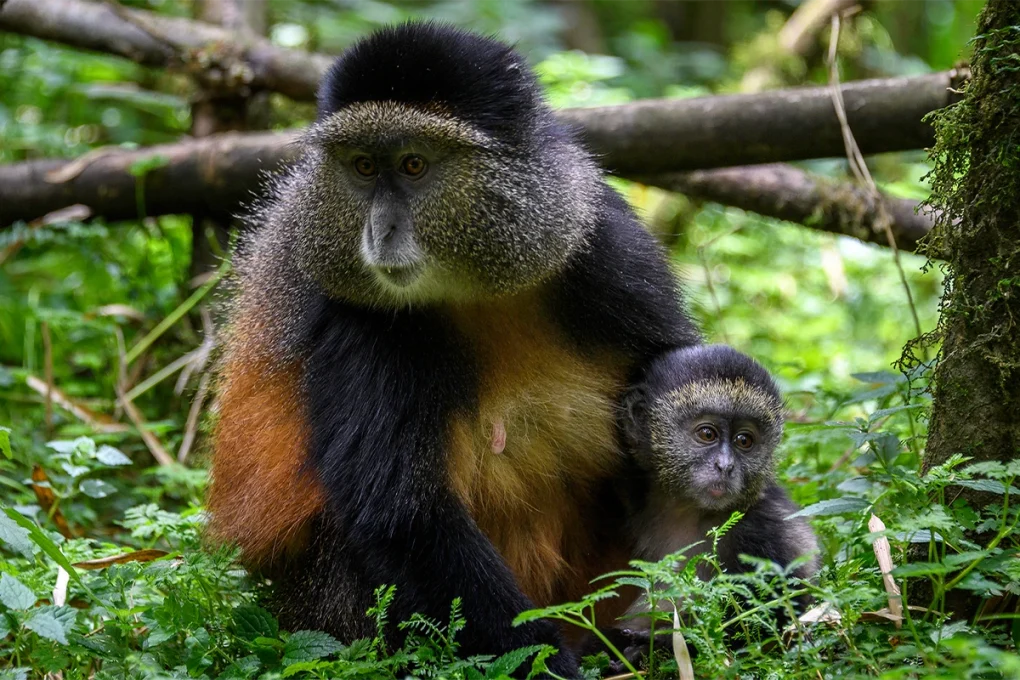 7 Days Rwanda Safari: Gorillas, Golden Monkeys & Forest Secrets