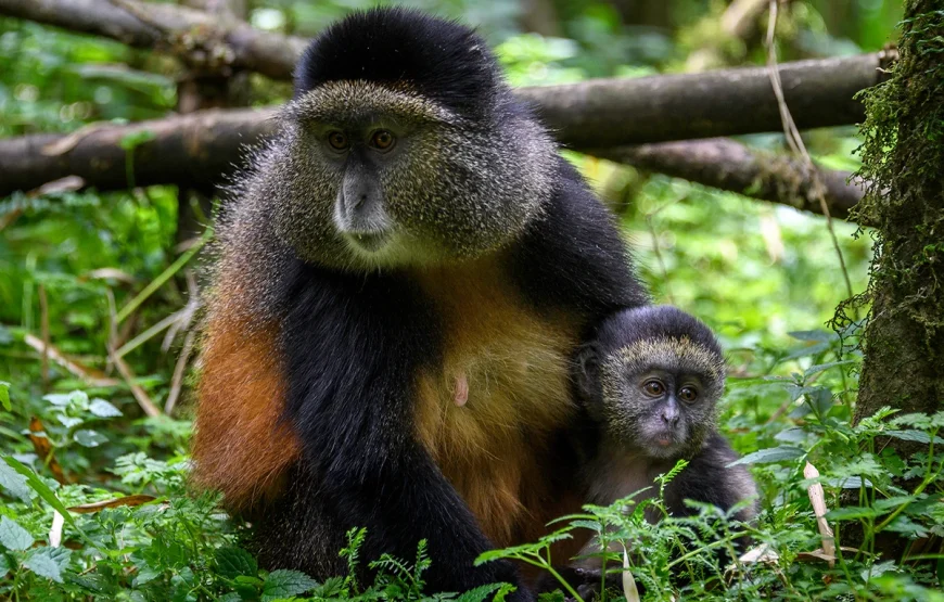 7 Days Rwanda Safari: Gorillas, Golden Monkeys & Forest Secrets