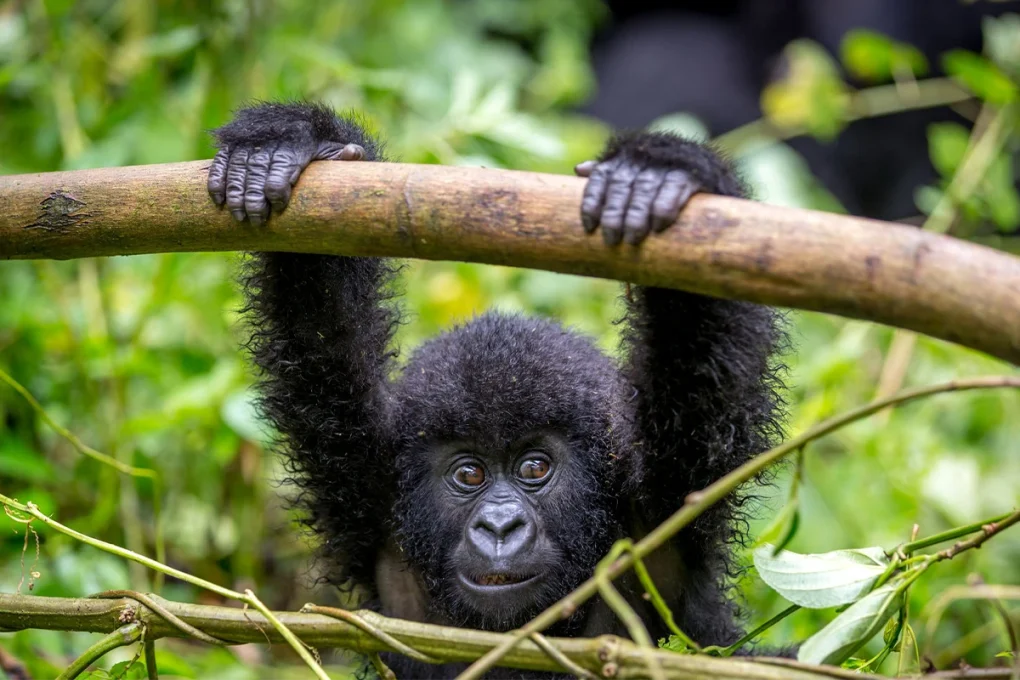 7 Days Rwanda Safari: Gorillas, Golden Monkeys & Forest Secrets