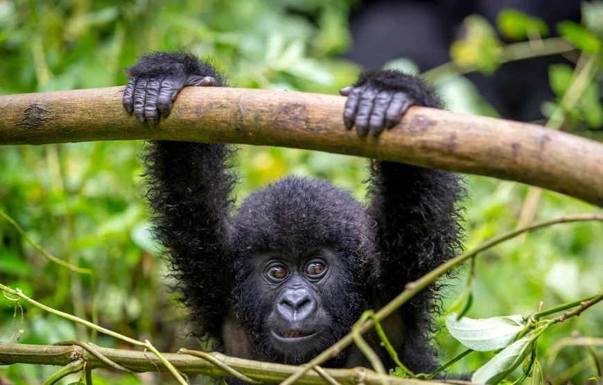 7 Days Rwanda Safari: Gorillas, Golden Monkeys & Forest Secrets