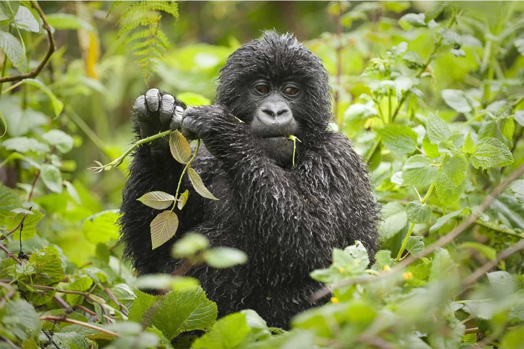 7 Days Rwanda Safari: Gorillas, Golden Monkeys & Forest Secrets