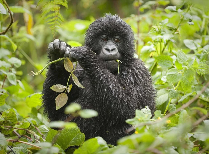 7 Days Rwanda Safari: Gorillas, Golden Monkeys & Forest Secrets