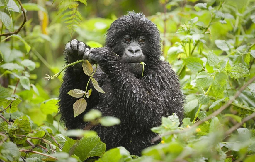 7 Days Rwanda Safari: Gorillas, Golden Monkeys & Forest Secrets