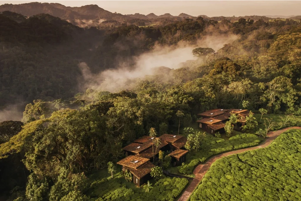 7 Days Rwanda Safari: Gorillas, Golden Monkeys & Forest Secrets