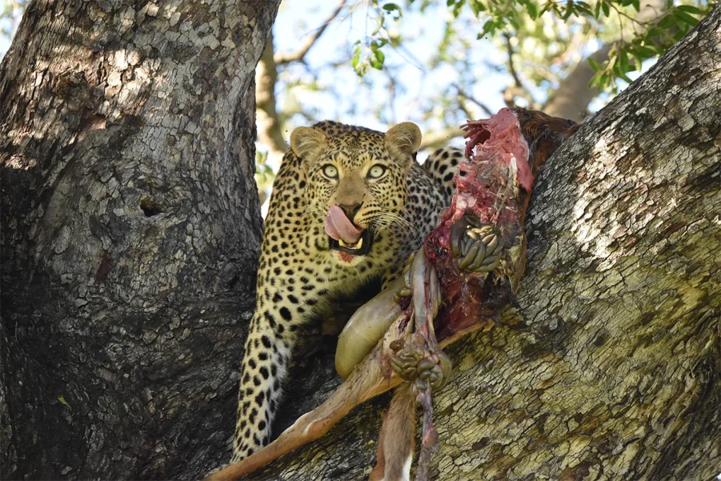 8 Days Tarangire, Ngorongoro, Serengeti & Lake Manyara Tanzania Safari