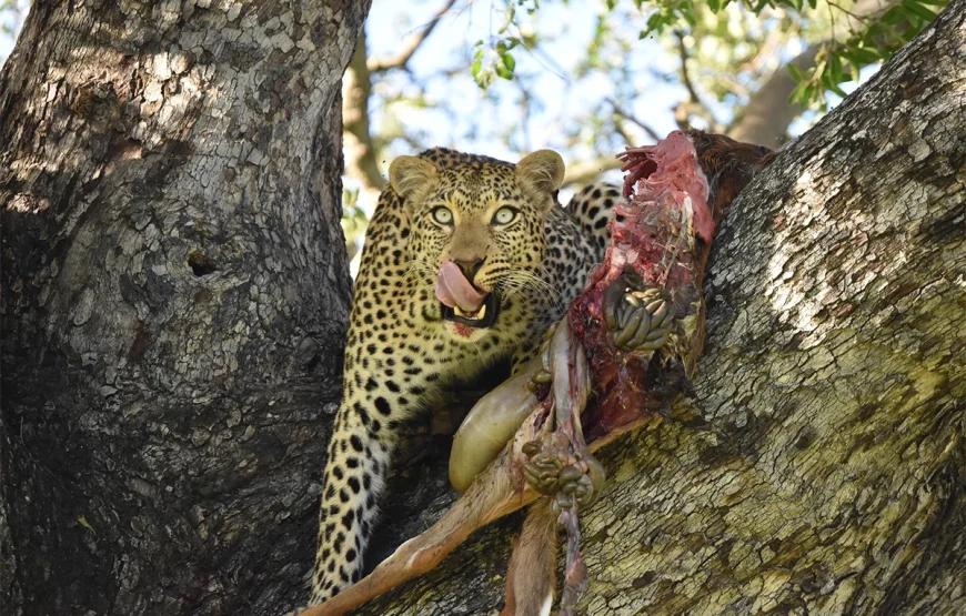 8 Days Tarangire, Ngorongoro, Serengeti & Lake Manyara Tanzania Safari