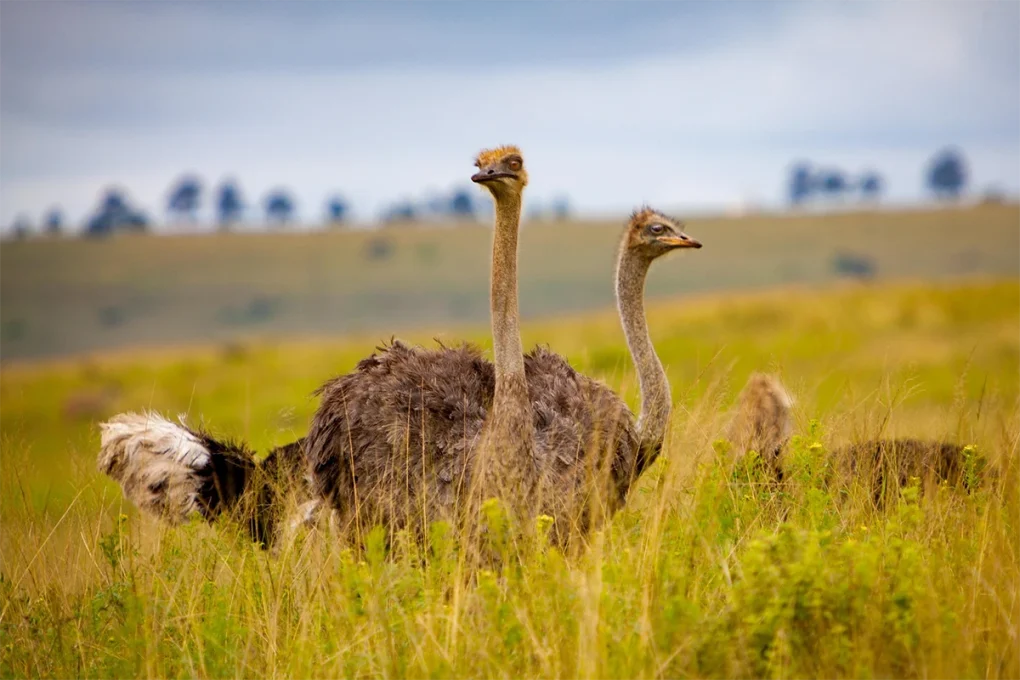 8 Days Tarangire, Ngorongoro, Serengeti & Lake Manyara Tanzania Safari