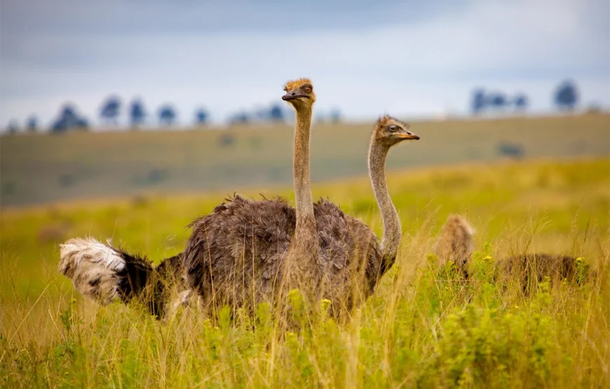 8 Days Tarangire, Ngorongoro, Serengeti & Lake Manyara Tanzania Safari
