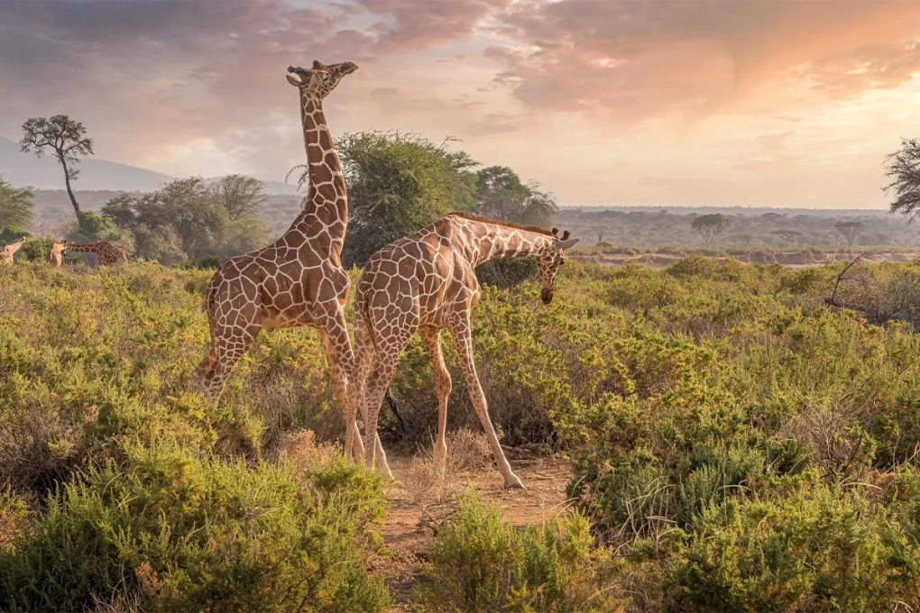 8 Days Tarangire, Ngorongoro, Serengeti & Lake Manyara Tanzania Safari