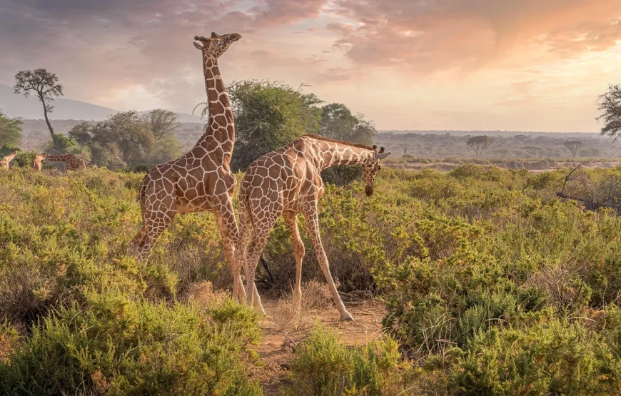 8 Days Tarangire, Ngorongoro, Serengeti & Lake Manyara Tanzania Safari